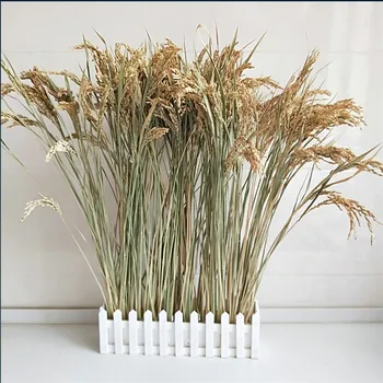 50 hastes Secas, arroz bando de flor de trigo, grãos de arroz buquê natural da planta de decoração de casamento Frete Grátis